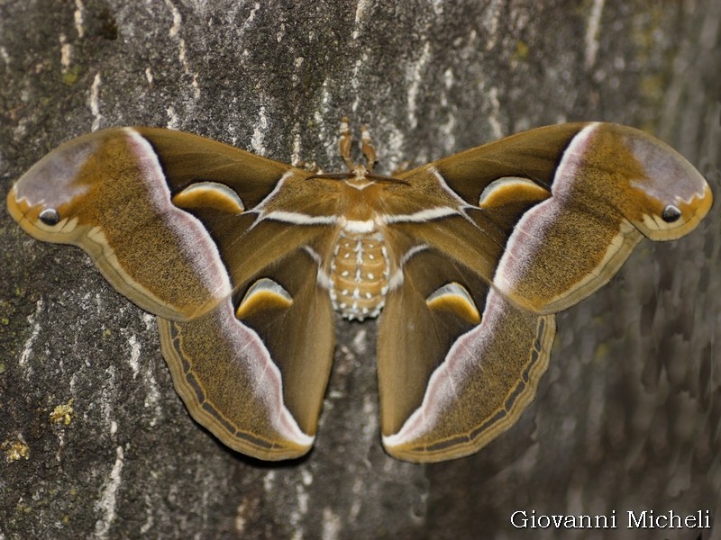 Samia cynthia, Saturniidae